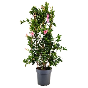 Dipladenia Sundaville Cream Pink op rek p21 (PT)