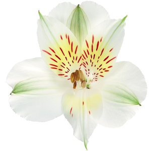 Alstr White 70cm EC
