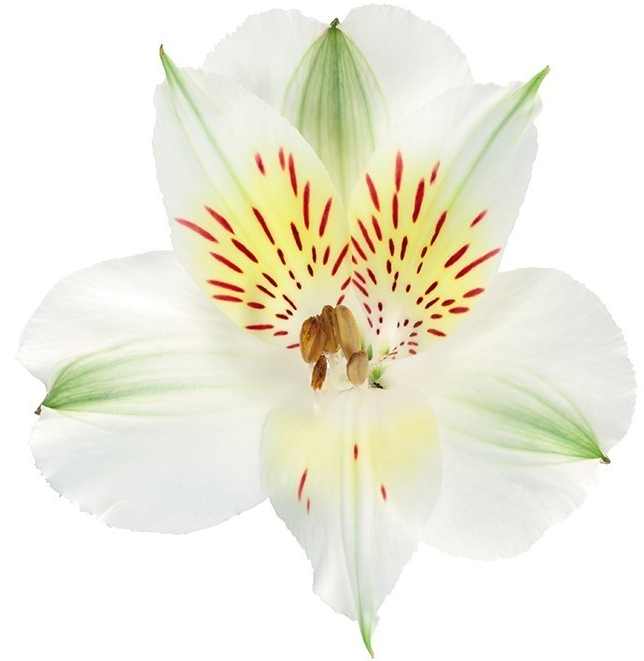 <h4>Alstr White 70cm EC</h4>