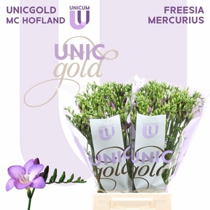 Freesia enk Mercurius