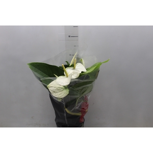 ANTHURIUM ALASKA P17 PREMIUM