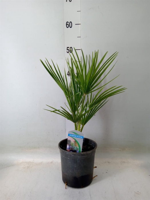 <h4>Chamaerops humilis</h4>