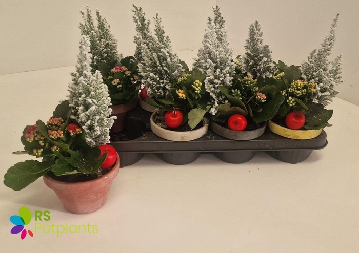 <h4>CYCL MD SUP ALLURE</h4>