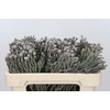 Kaaps Groen Silver Brunia