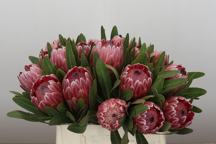 <h4>Protea Pink Ice</h4>