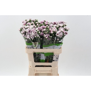 DIANTHUS DI FIORINO KAMPA