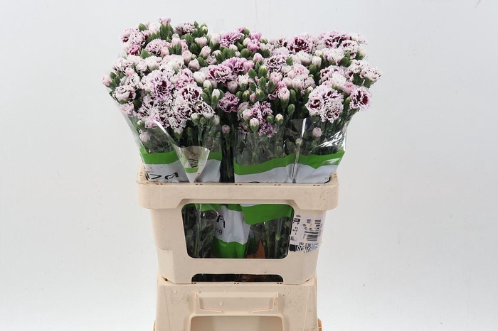 <h4>DIANTHUS DI FIORINO KAMPA</h4>