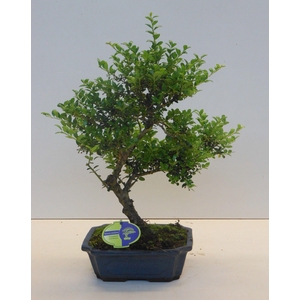 Ilex crenata, 24 cm shape, small leaf, with driptray