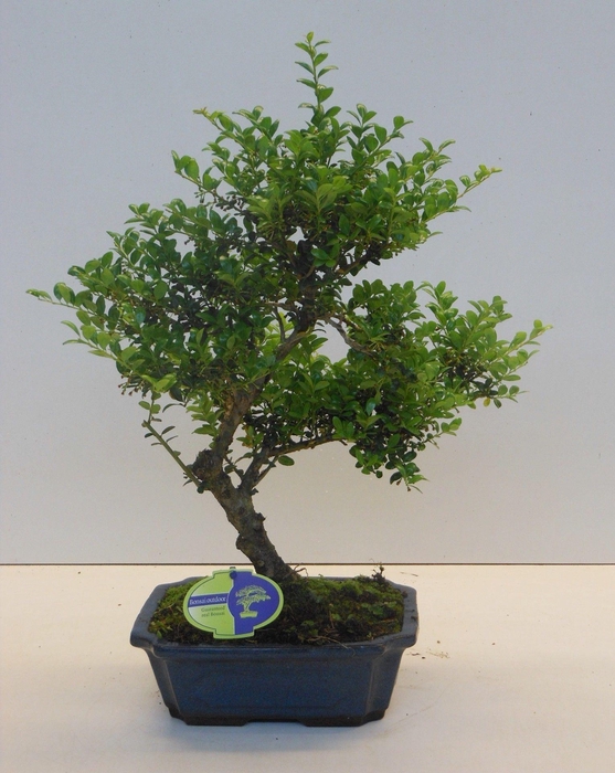 <h4>Ilex crenata, 24 cm shape, small leaf, with driptray</h4>
