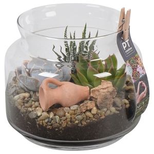 Arr.  Succulents L%