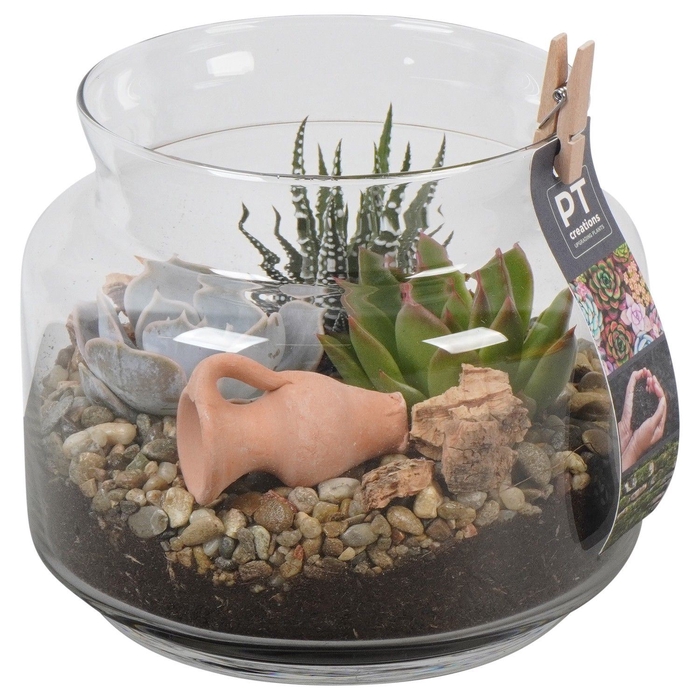 <h4>Arr.  Succulents L%</h4>