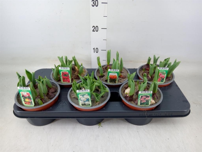 <h4>Tulipa DU   ...mix</h4>