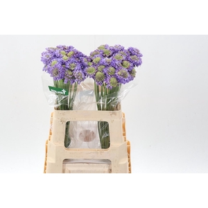 Scab At Lavend Scoop