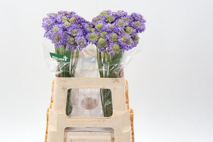 <h4>Scab At Lavend Scoop</h4>