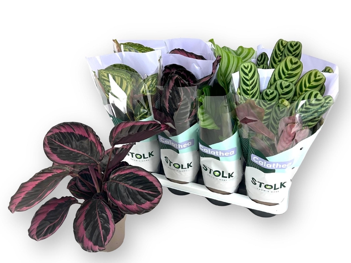 <h4>CALAT GEM 4 SRT</h4>