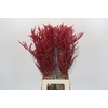 Bromelia Red Paloma