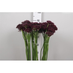 Allium Atropurpureum