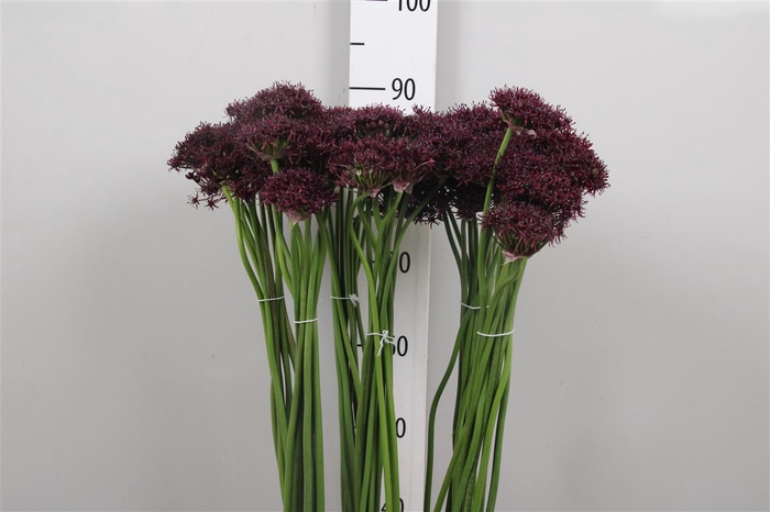 <h4>Allium Atropurpureum</h4>