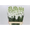 Matthiola Iron White