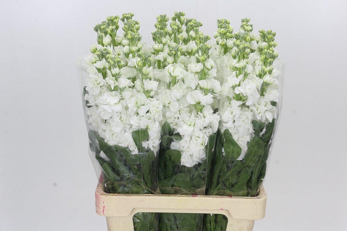 <h4>Matthiola Iron White</h4>