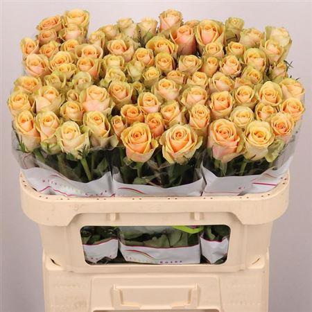 <h4>R Gr Alchemy</h4>