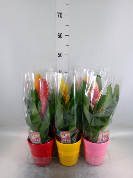 <h4>Vriesea   ...mix 6</h4>