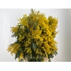 ACACIA BAILEYA BL BS