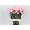 Dianthus St Doncel