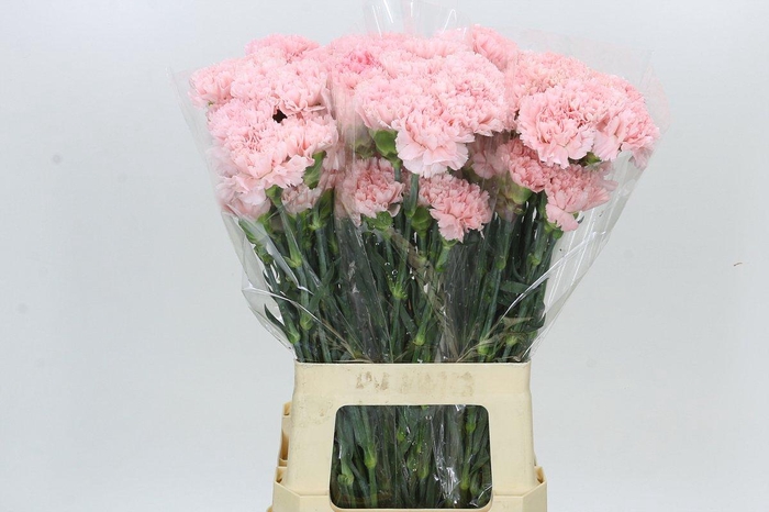 Dianthus St Doncel
