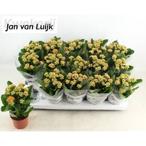 KALAN CALAN LUIJK AGNES P9