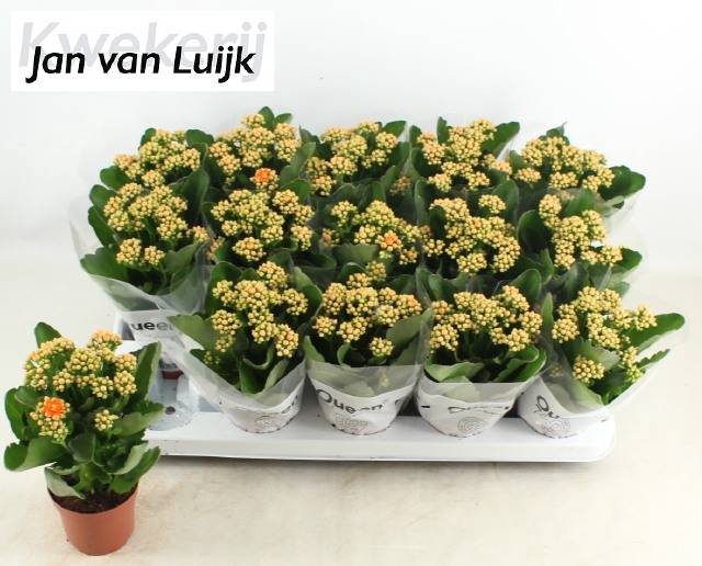 <h4>KALAN CALAN LUIJK AGNES P9</h4>