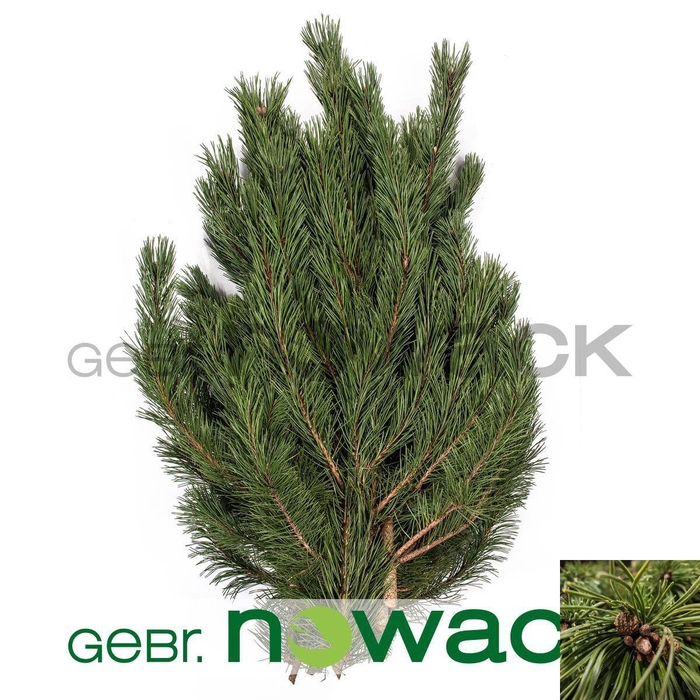 <h4>KERSTGROEN OV KILO</h4>
