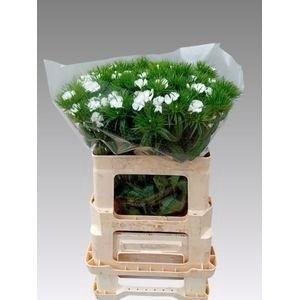 DI BARB S WILL WHITE