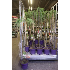 arr8 Larix Ka Pendula