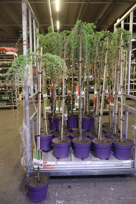 <h4>arr8 Larix Ka Pendula</h4>