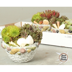 ARR SEMPERVIVUM