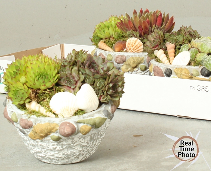 <h4>ARR SEMPERVIVUM</h4>