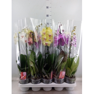 Phalaenopsis   ...mix  7