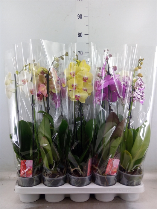 <h4>Phalaenopsis   ...mix  7</h4>