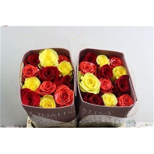 R Gr Rainbow Autunnali