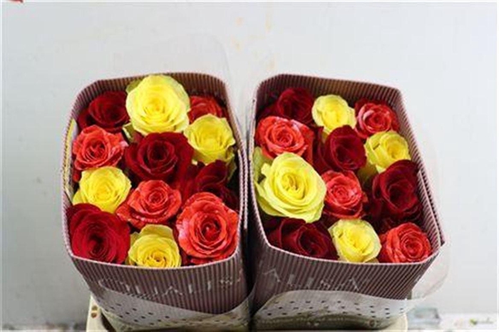 <h4>R Gr Rainbow Autunnali</h4>