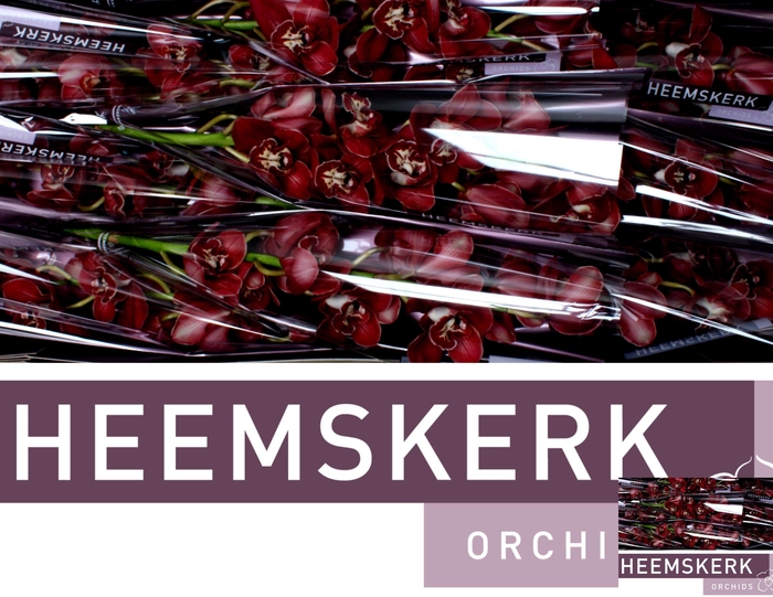 <h4>CYMB T FLAMEFLOR</h4>