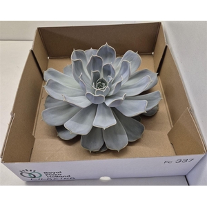 Echeveria Lilacina Big