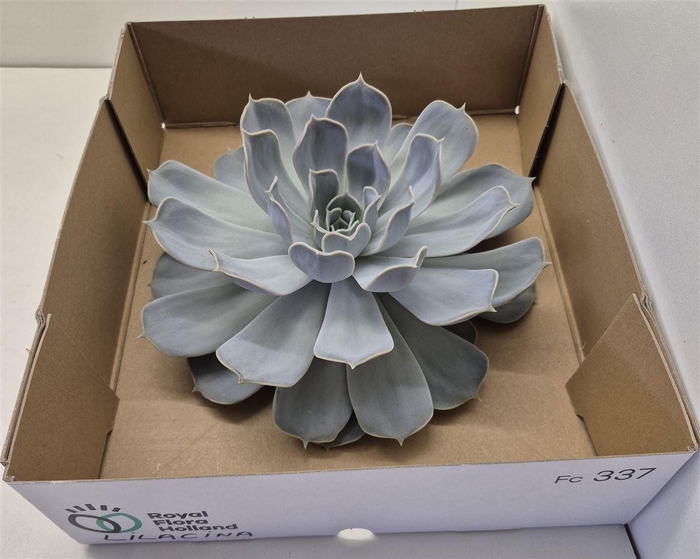 <h4>Echeveria Lilacina Big</h4>