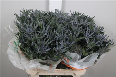 <h4>Eryn Pl Blue Ribbon</h4>