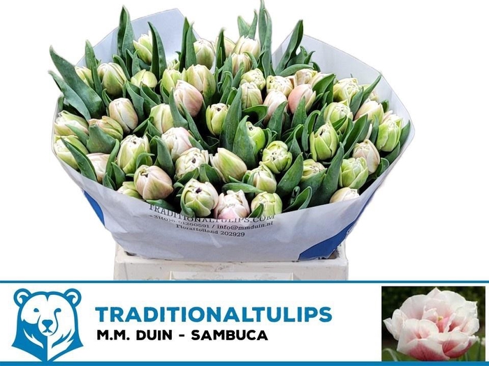 <h4>TU DU SAMBUCA</h4>