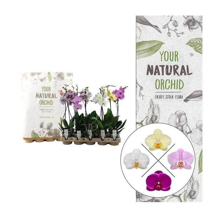 <h4>Your Natural Orchid | Eco mix 50cm | Phalaenopsis 2 spike</h4>