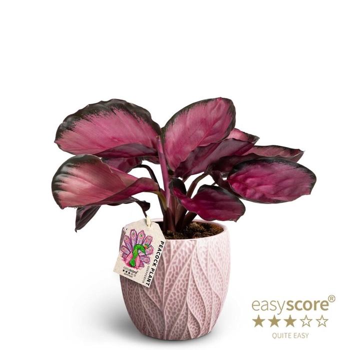 <h4>CALATHEA SPECIES</h4>