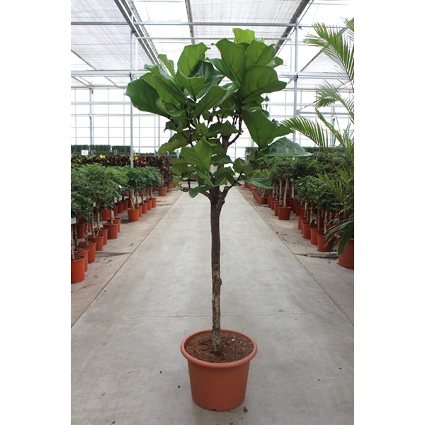 <h4>Ficus lyrata</h4>