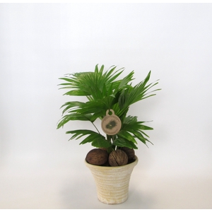 LIVISTONA ROTUNDIFOL